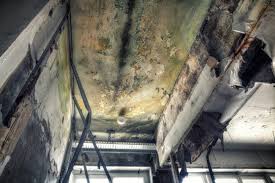 Best Mold Damage Restoration  in Raoul, GA